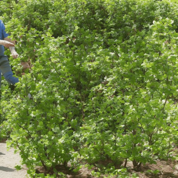 Comment les projets de jardinage adapté peuvent-ils être bénéfiques pour l'arthrite ?